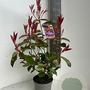 Photinia fraseri 'Camilvy' 40-50 cm P17
