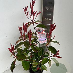 Photinia fraseri 'Camilvy' 40-50 cm P17