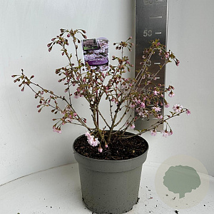 Prunus incisa 'Oshidori' 30-40 cm 5,0L