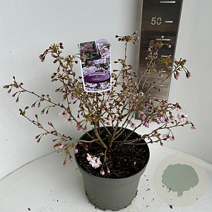 Prunus incisa 'Oshidori' 30-40 cm 5,0L