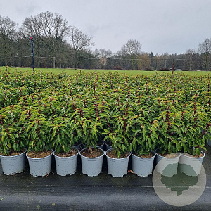 Prunus l. 'Angustifolia' 30-40 cm 3,0L