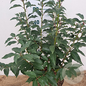 Prunus l. 'Angustifolia' 60-80 cm 5,0L