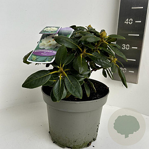 Rhododendron yakushimanum 25-30 cm 5,0L