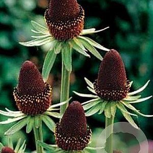 Rudbeckia occident. 'Black Beauty' GM P9