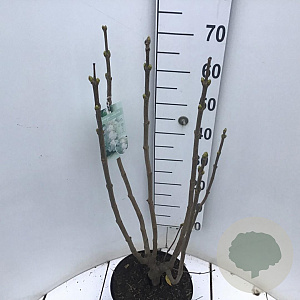 Syringa v. 'Mme Lemoine' 60-80 cm 7,5L