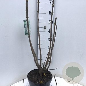 Syringa v. 'Mme Lemoine' 60-80 cm 7,5L