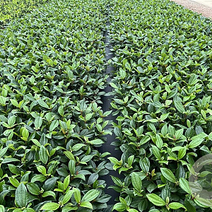 Viburnum davidii 25-30 cm 2,0L