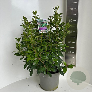 Viburnum tinus 40-50 cm 5,0L