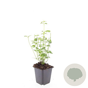 Agastache 'Black Adder' GM P9