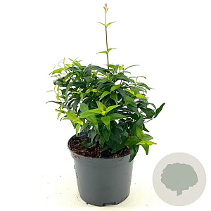 Jasminum laurifolium 'Angel Wing' 25-30 cm 2,0L