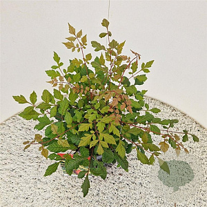 Koelreuteria paniculata 40-50 cm 2,5L