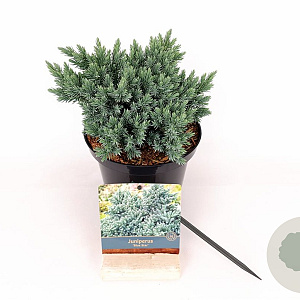 Juniperus squamata 'Blue Star' 15-20 cm 2,0L