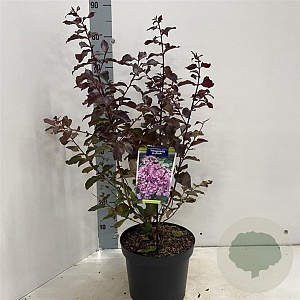 Lagerstroemia Rhapsody in Pink 30-40 cm 5,0L