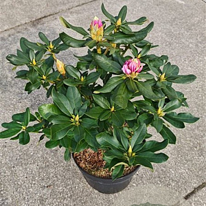 Rhododendron 'Cheer' 30-40 cm 5,0L struik