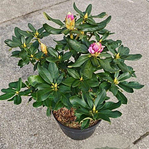 Rhododendron 'Cheer' 30-40 cm 5,0L struik