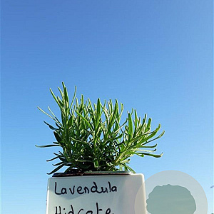 Lavandula ang. 'Hidcote' plantgoed P9