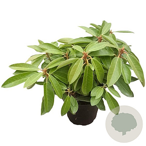 Rhod. 'Onkel 30-40 cm 5,0L struik