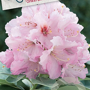 Rhod. 'Onkel 30-40 cm 5,0L struik