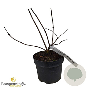 Viburnum opulus 'Roseum' 30-40 cm 3,0L