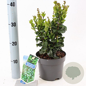Ligustrum j. 'Rotundifolium' 25-30 cm 2,0L
