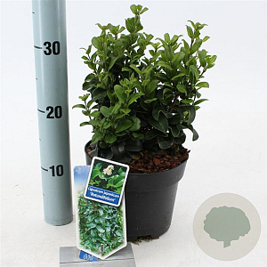 Ligustrum j. 'Rotundifolium' 25-30 cm 2,0L