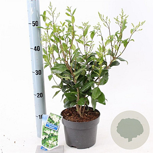 Ligustrum j. 'Texanum' 25-30 cm 2,0L