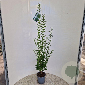 Ligustrum ovalifolium 100-125 cm 4,5L
