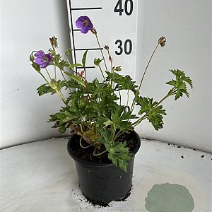 Geranium Rozanne GM 2,0L