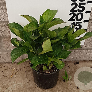 Hydrangea m. 'Bodensee' 25-30 cm 2,0L