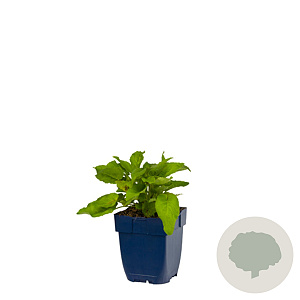 Campanula glomerata GM  P11