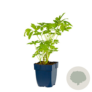 Dicentra spectabilis GM  P11