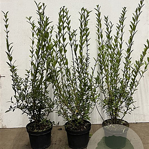 Ligustrum vulg. 'Atrovirens' 80-100 cm 5,0L