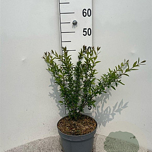 Ligustrum vulg. 'Lodense' 30-40 cm 5,0L