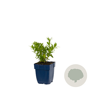 Kalimeris incisa 'Alba' GM  P11