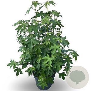 Liquidambar styraciflua 100-125 cm 12L