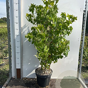 Liquidambar styraciflua 100-125 cm 12L