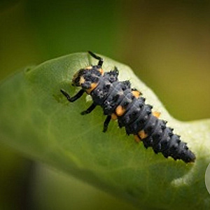 Larve lieveheersbeestje tegen luizen (adalia) met zakje Innogreen 100 stuks