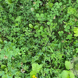 Staygreen 2 EPR eikenprocessierups (alle gronden, tot 60 cm) Innogreen 1 Kg