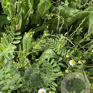 Staygreen 7 Wadi Innogreen 500 gram