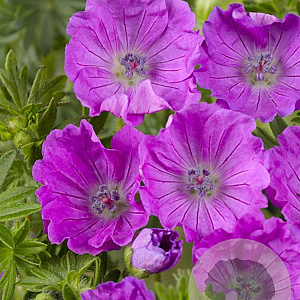 Geranium sang. 'Max Frei' GM P9