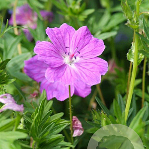 Geranium sang. 'Max Frei' GM P9