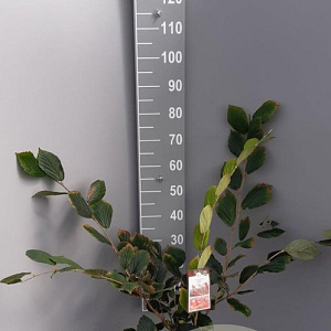 Hamamelis int. 'Rubin' 60-80 cm 7,5L