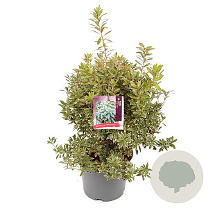 Pieris jap. 'Little Heath' 25-30 cm 3,0L