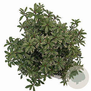 Pieris jap. 'Little Heath' 25-30 cm 3,0L