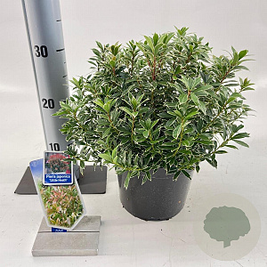 Pieris jap. 'Little Heath' 25-30 cm 3,0L