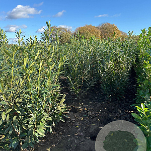 Prunus l. 'Caucasica' 150-175 cm met kluit