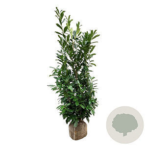 Prunus l. 'Caucasica' 150-175 cm met kluit