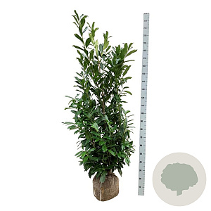 Prunus l. 'Caucasica' 150-175 cm met kluit