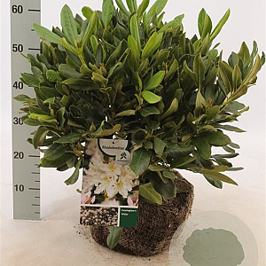 Rhododendron 'Cunningham's White' 40-50 cm met kluit