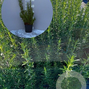 Rosmarinus officinalis GM 2,0L